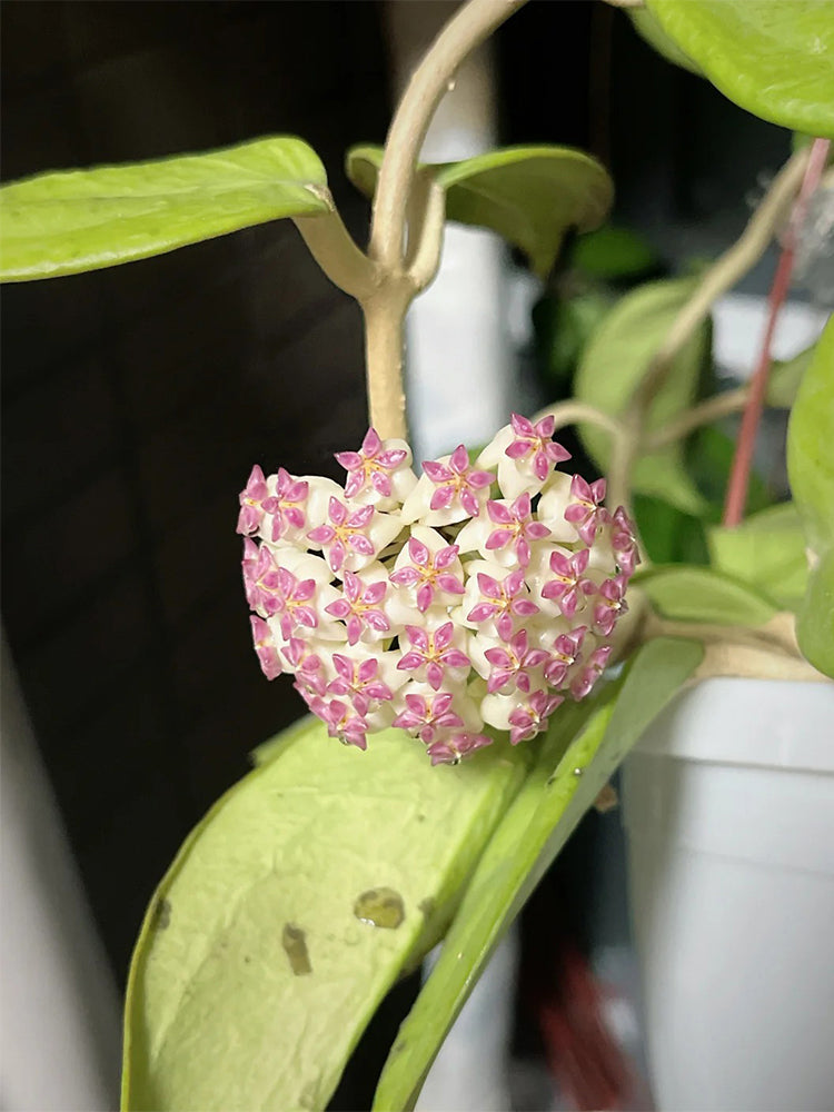 Hoya icensis Unrooted Stem Cuttings