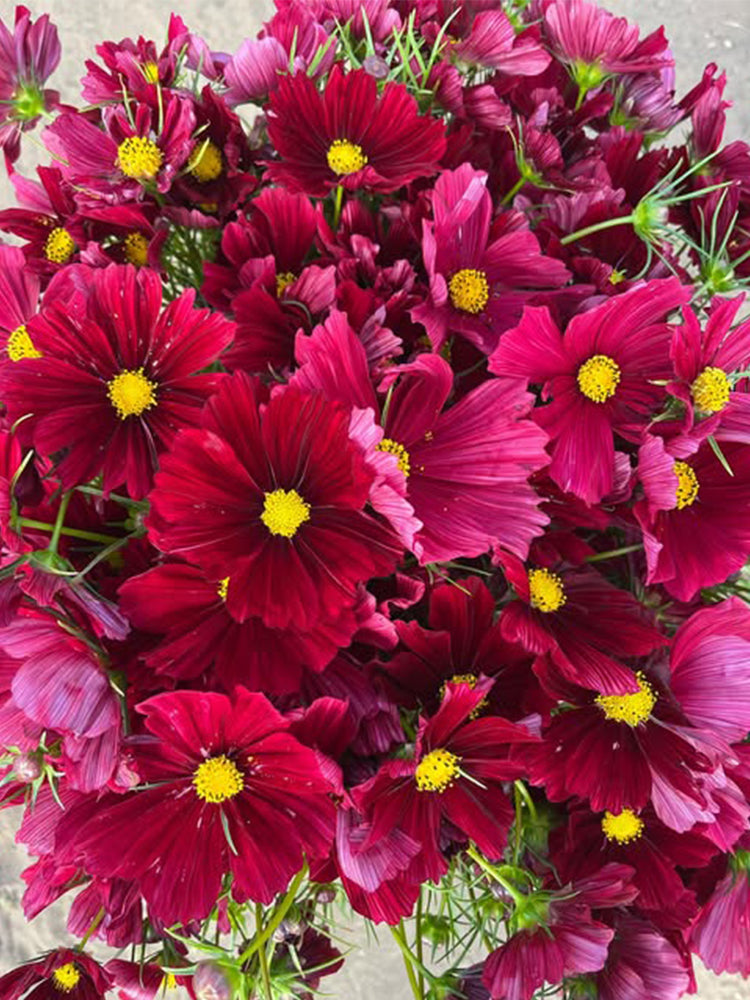 Evening Gown Red Cosmos