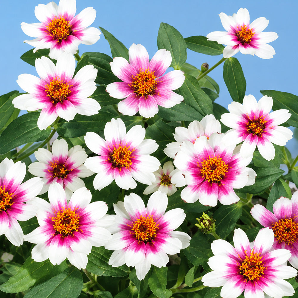 W1343 Zahara Starlight Rose Zinnia