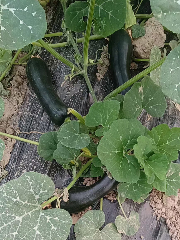 Extra-Early Mobo Squash