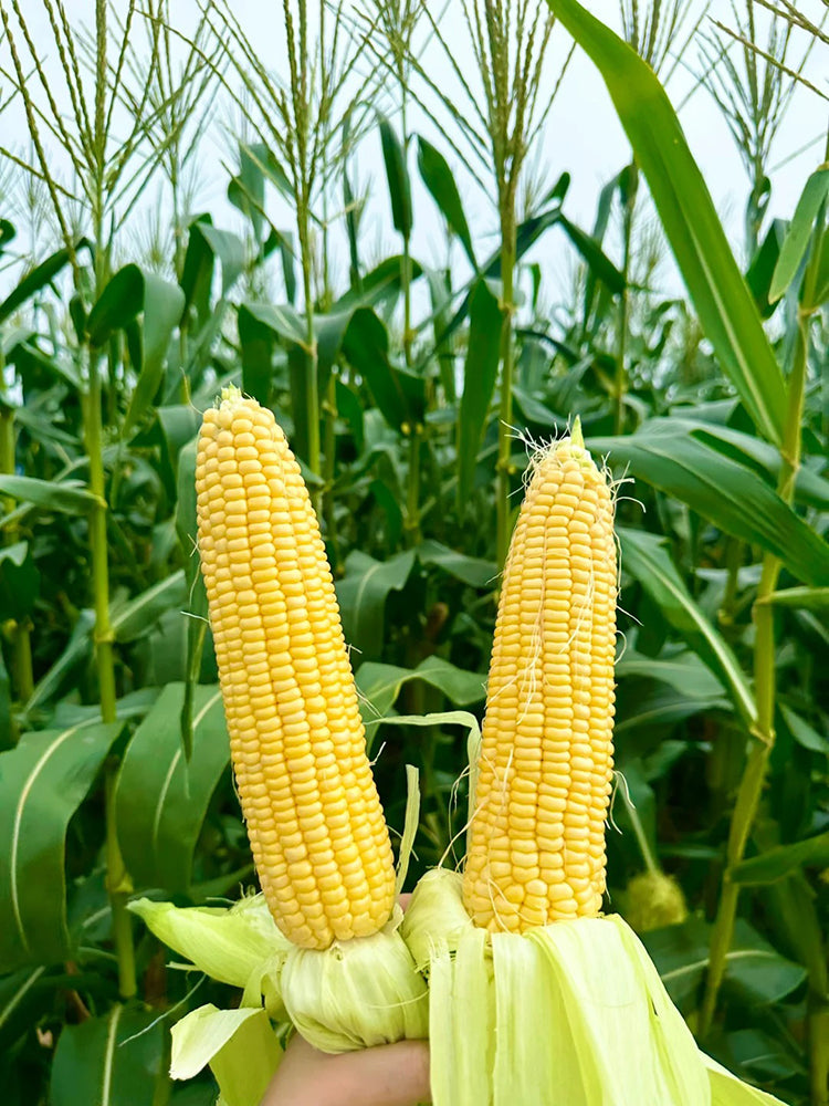 Huangnuo 589 Waxy Corn