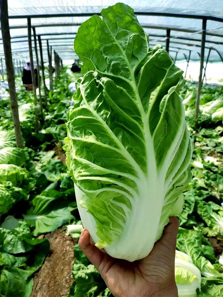 Chunmei F1 Hybrid Chinese Cabbage
