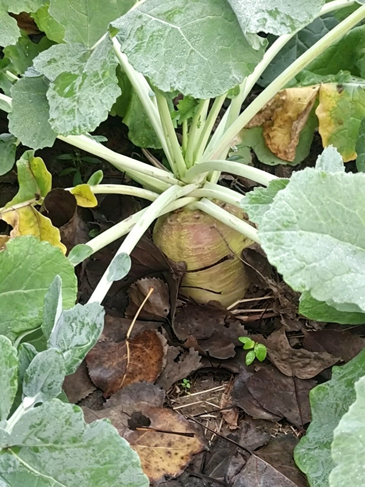 Giant Turnip