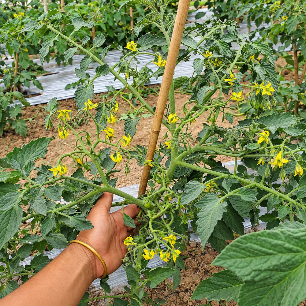 529 Yellow Datterini Tomato