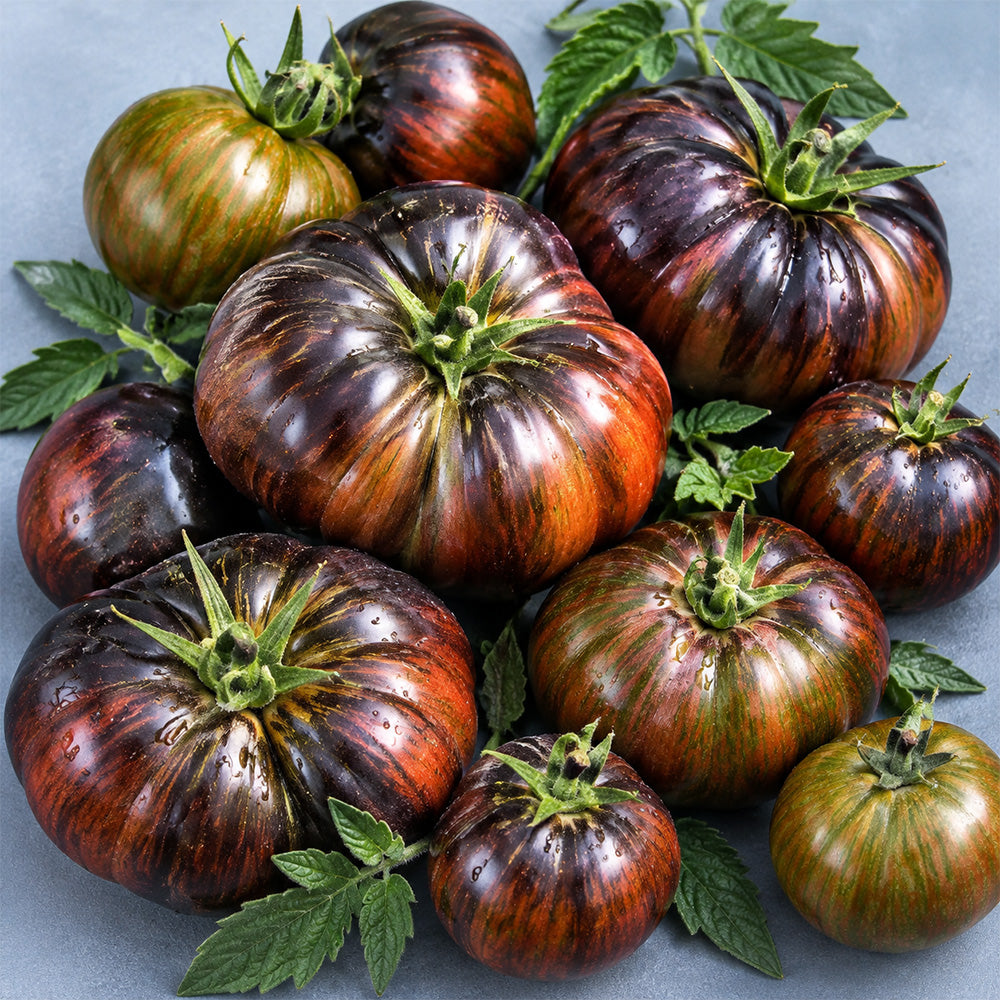 114 Marsha's Starfighter Beefsteak Tomato
