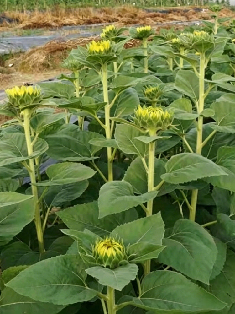 Vincent Yuzu-colored Sunflower