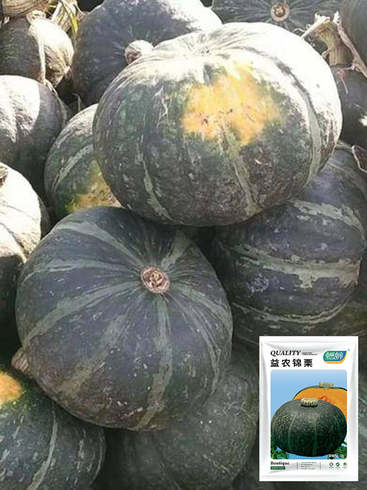'Yi Nong Jin Li' Pumpkin