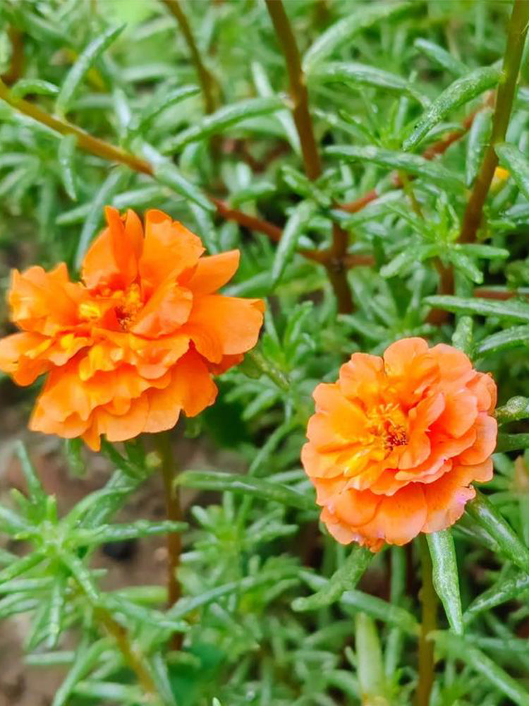 Hezhichun Orange Moss-Rose Purslane