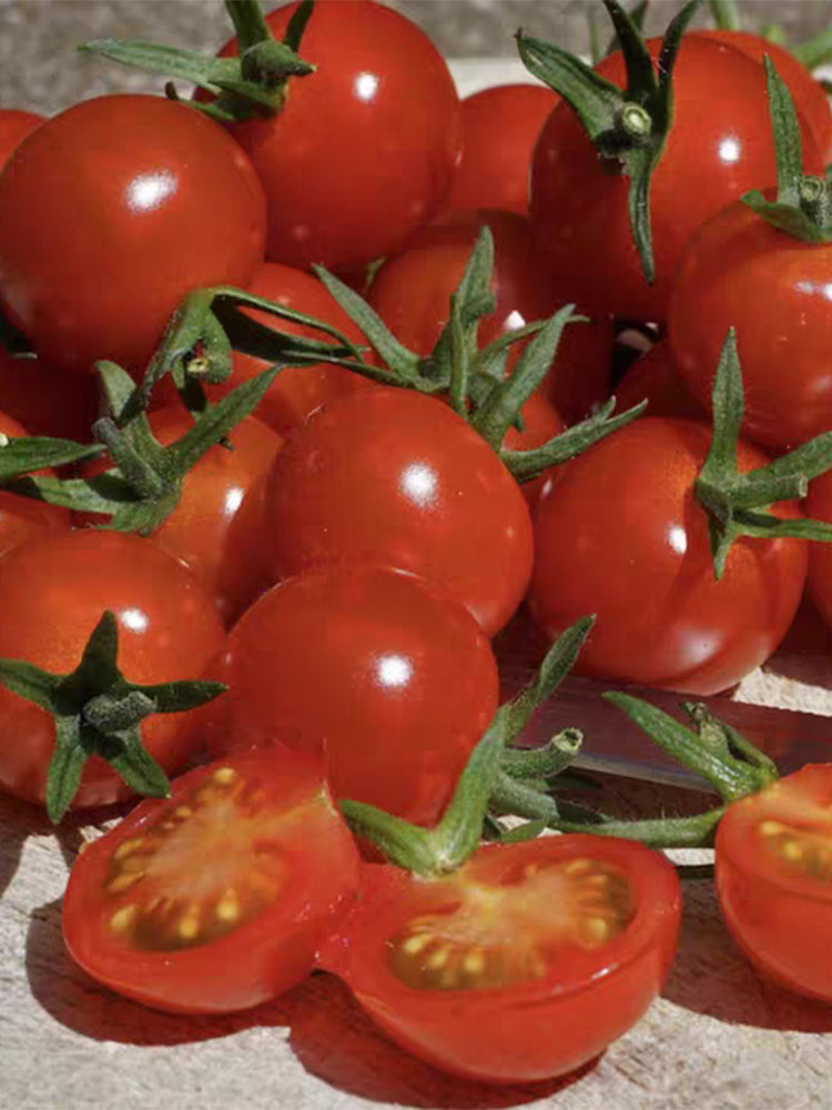 Sweet Aperitif Tomato