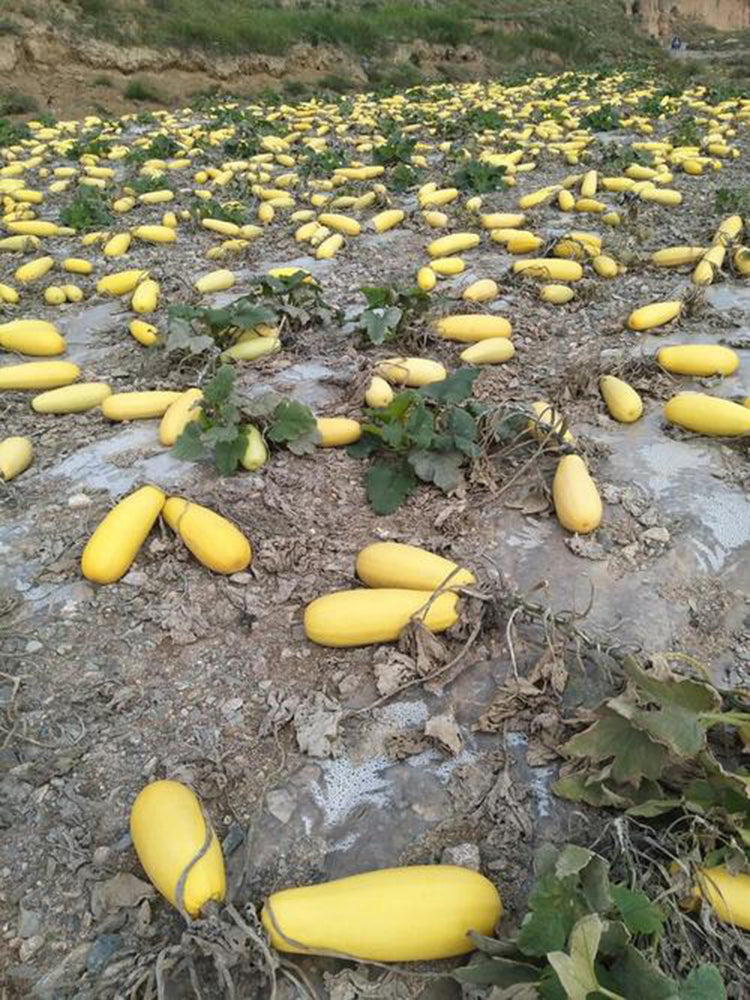 Seed-used Zucchini