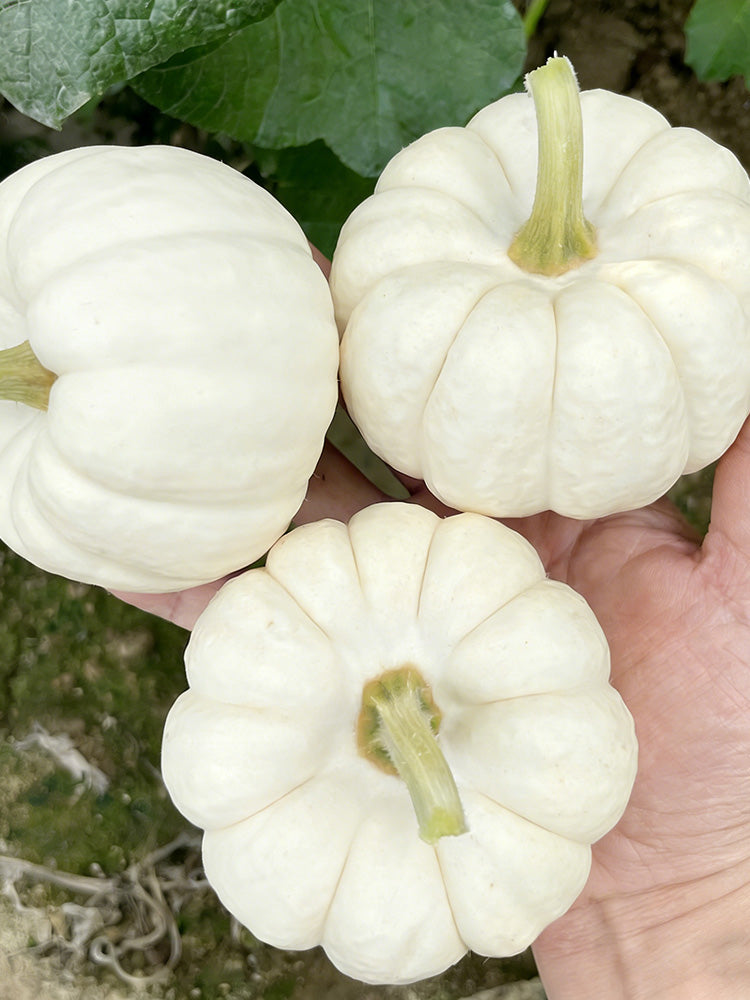 Specialty Mini White Beibei Squash