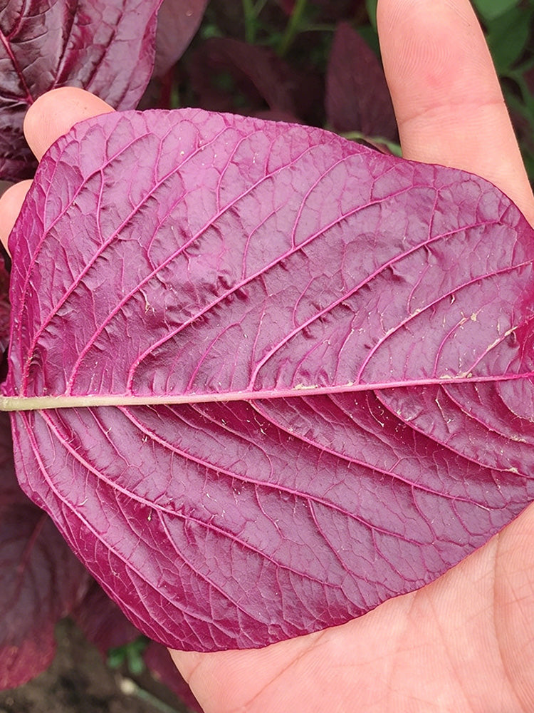 All-Red Round-Leaf Amaranth