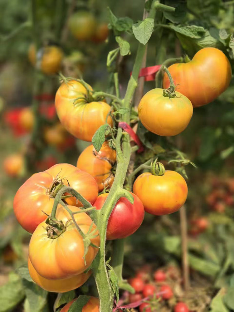 900 Dwarf Sweet Sue Bicolor Tomato