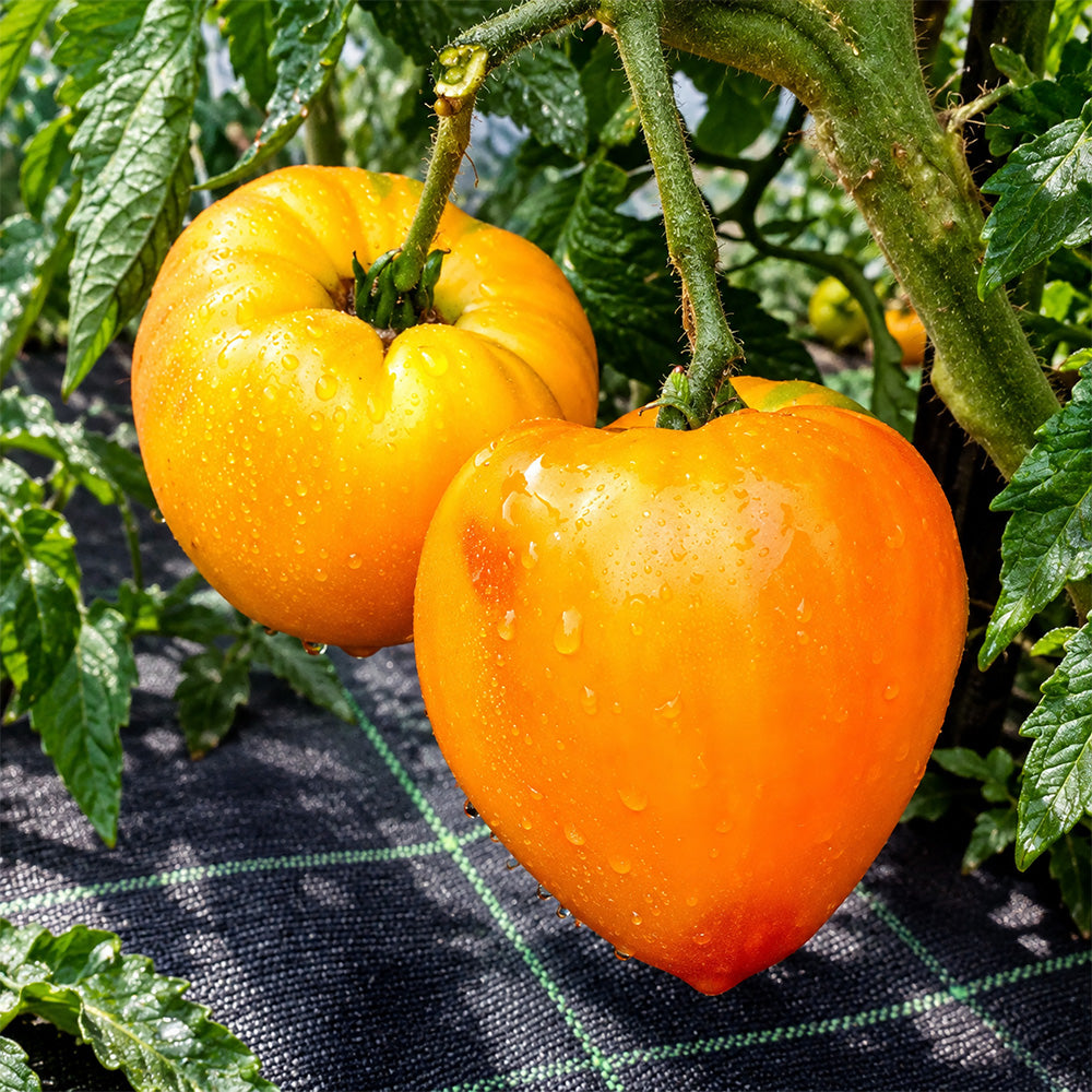 532 Minusinsk Orange Elephant Tomato