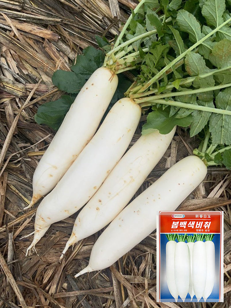 New White Jade Spring Radish