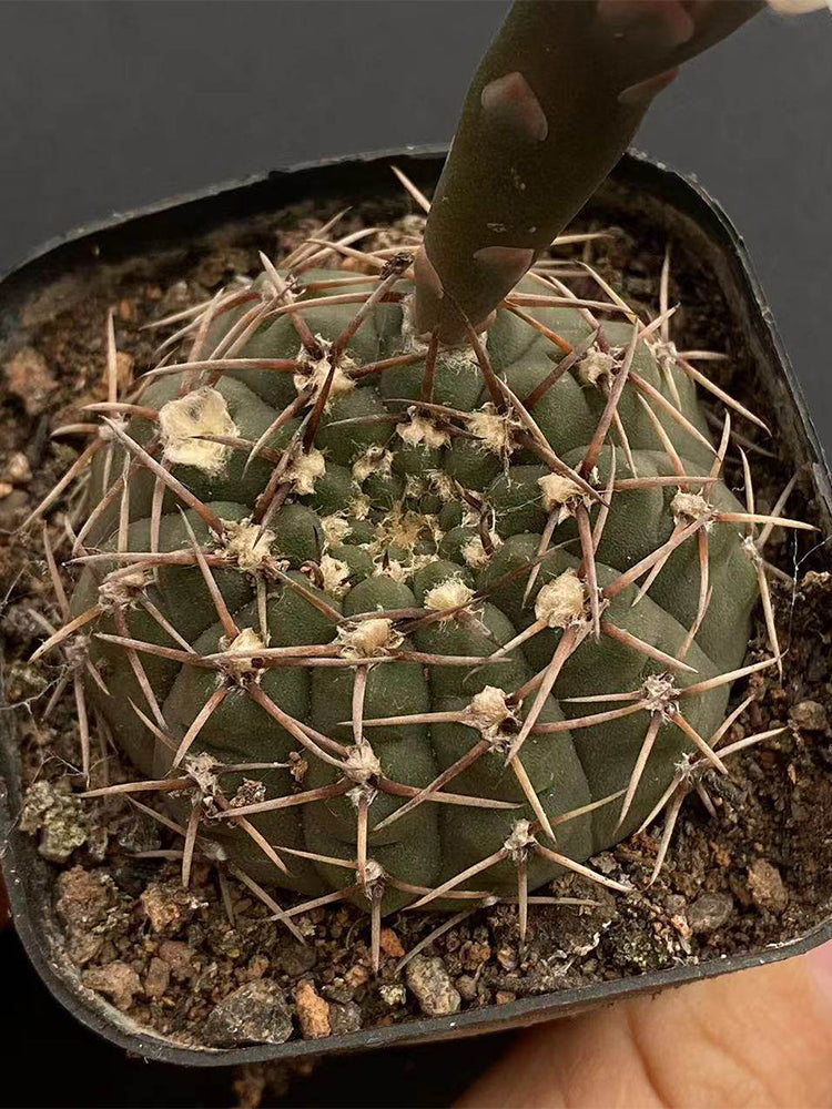 Gymnocalycium quehlianum
