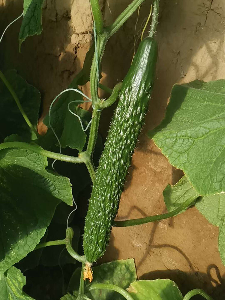 'New No. 4' Gynoecious Cucumber