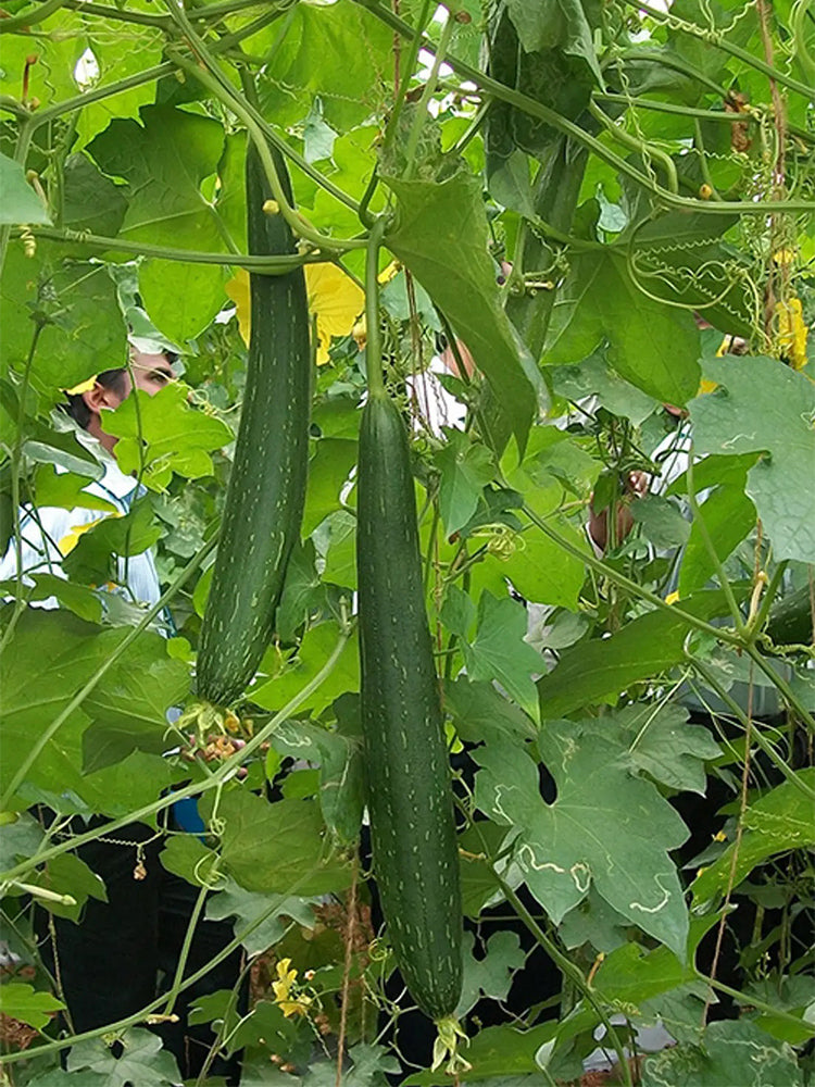 Thai Green Thumb Luffa