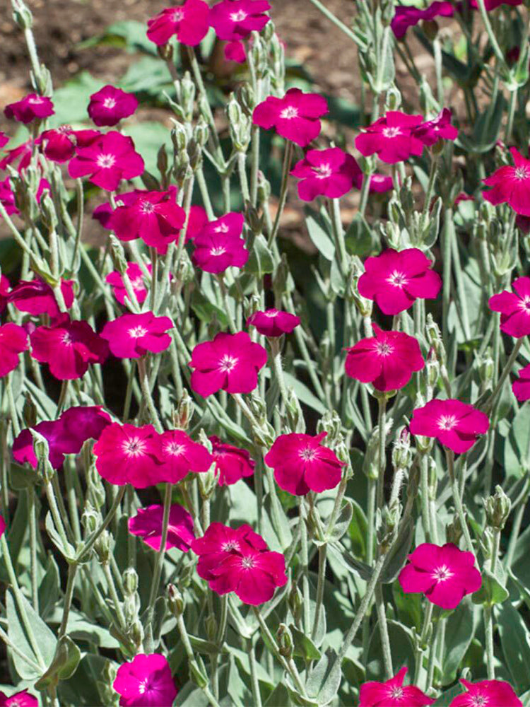 Red Flowered Rose Campion