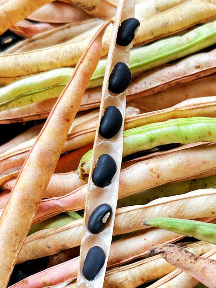 Black Cowpea