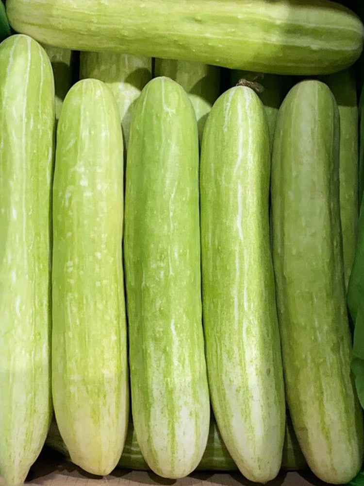 Shangli White Cucumbers