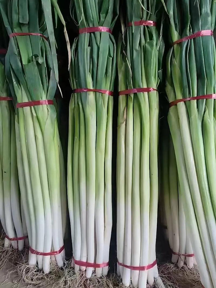 Zhangqiu Green Onion