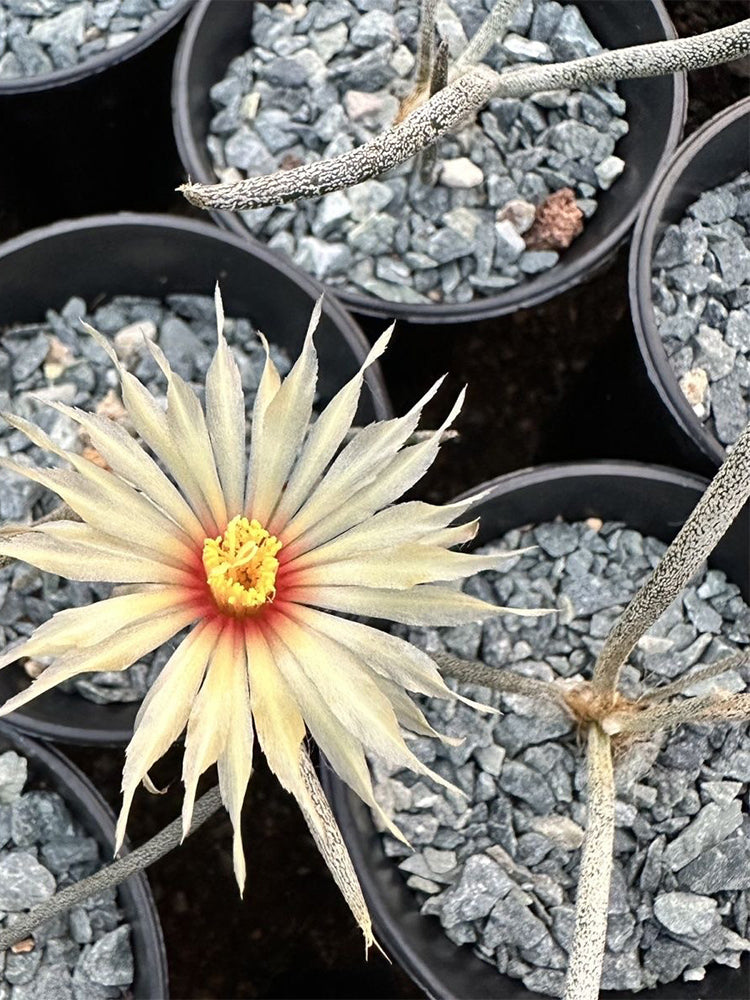 Astrophytum caput-medusae