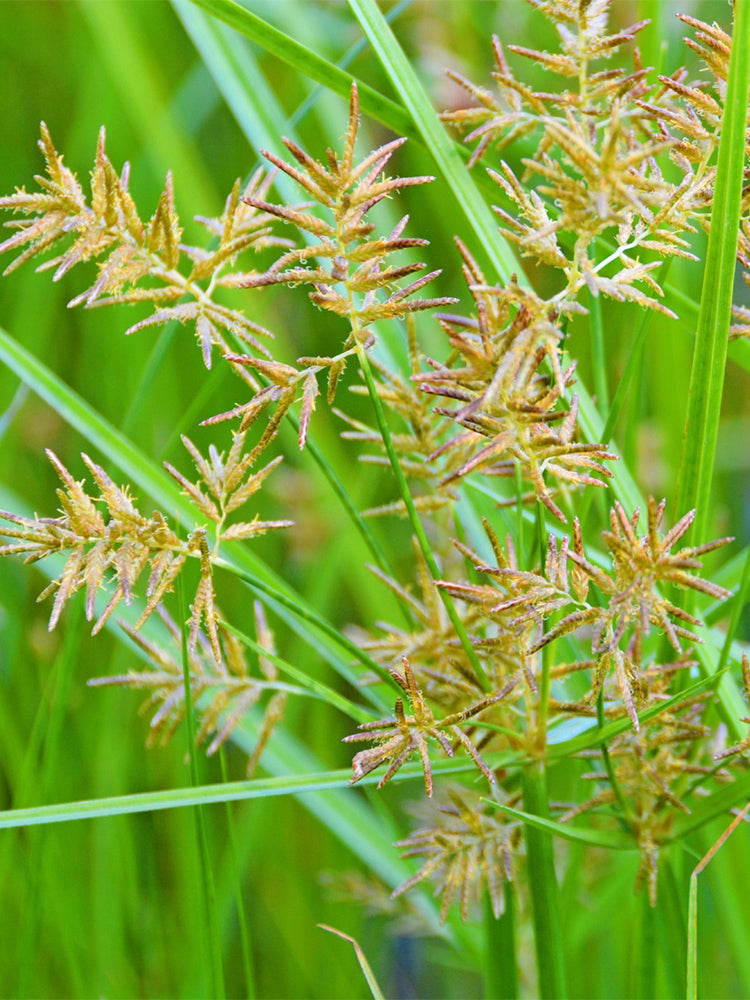 Nutgrass