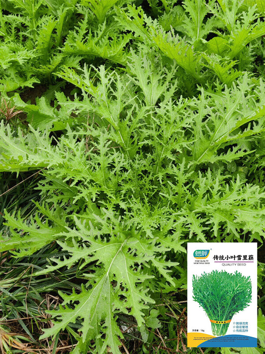Small-leaved Potherb Mustard