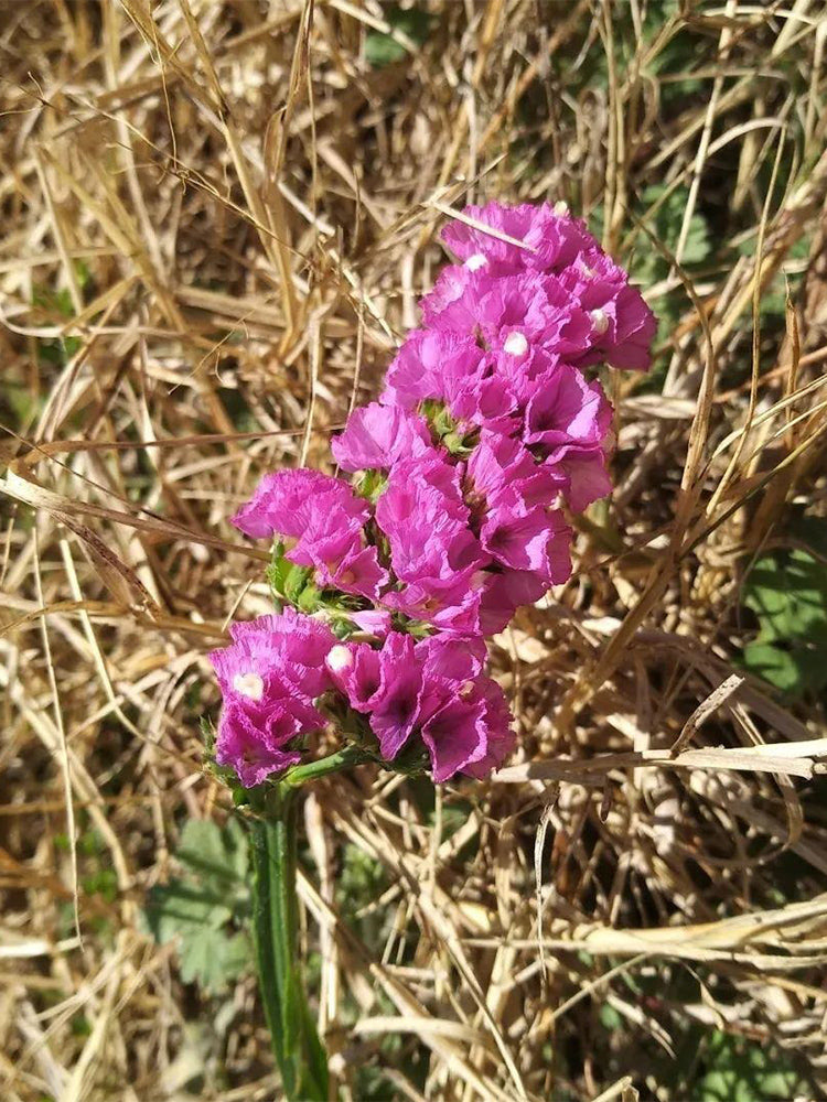 Purple-red Wavyleaf Sea Lavender (Limonium sinuatum)