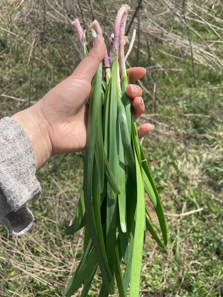 Purple Root Chinese Chives