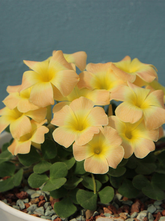 Oxalis pulchella tricolor Series Bulbs