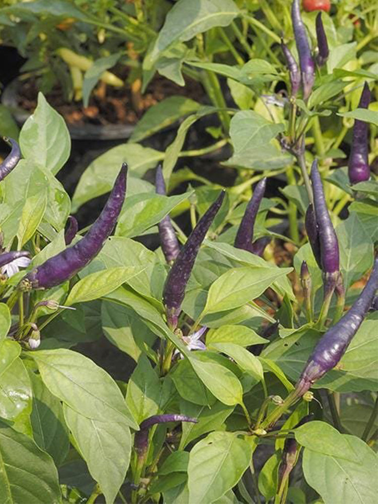 Cayenne Purple Pepper