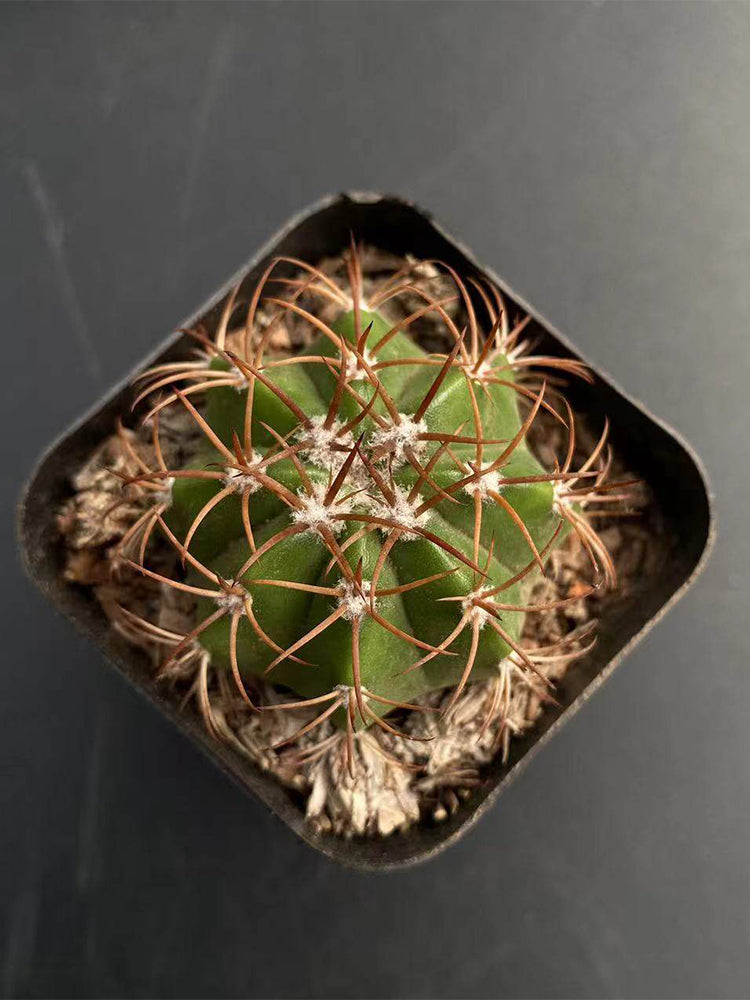Melocactus matanzanus