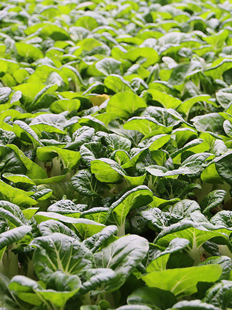 Hong Kong Milky Pak Choi