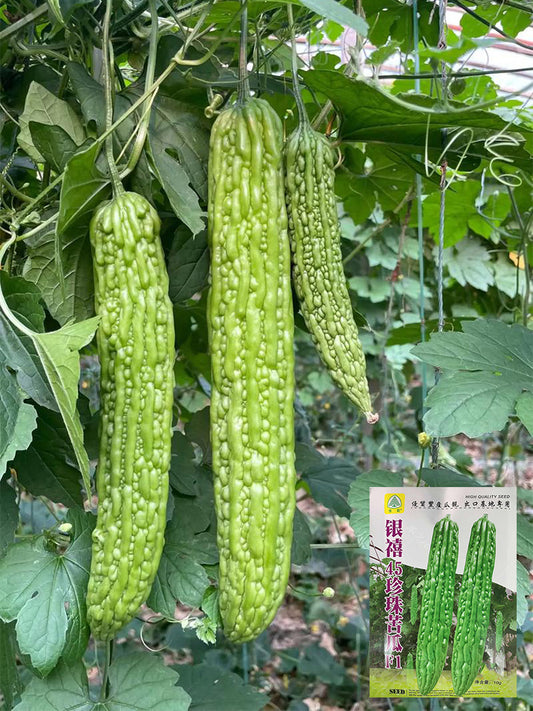 Silver Jubilee Pearl Bitter Gourd F1