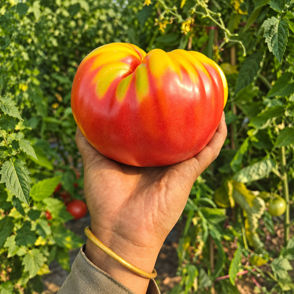 490 Grandma's Honey Tomato