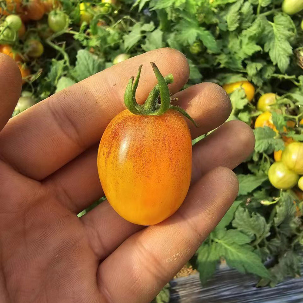 42 Golden Hour Tomato