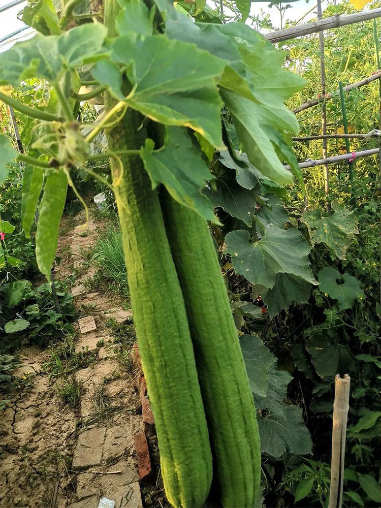 Giant No.1 Extra-long Luffa