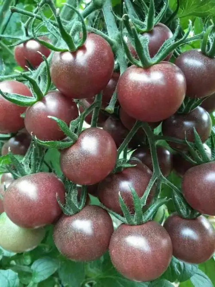 'Midnight Pearl' Cherry Tomato