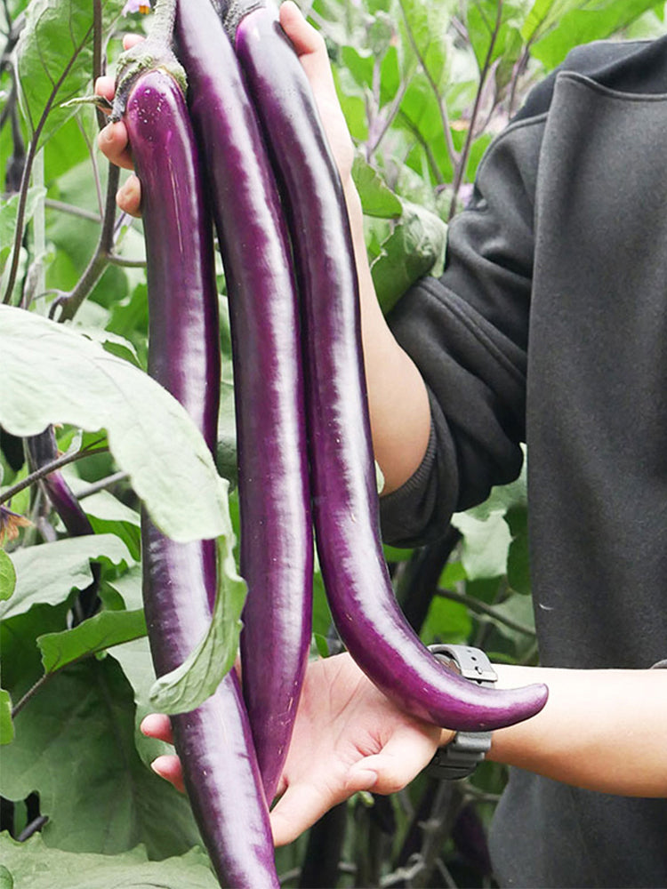 'Xianfeng' Eggplant