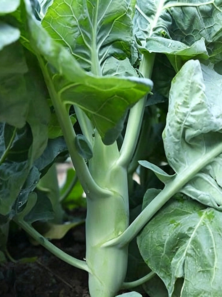 'Jiemei Improved Xianggu' Chinese Kale
