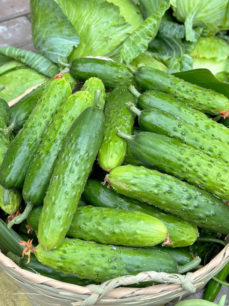 Trellis-Crushing Snack Cucumber