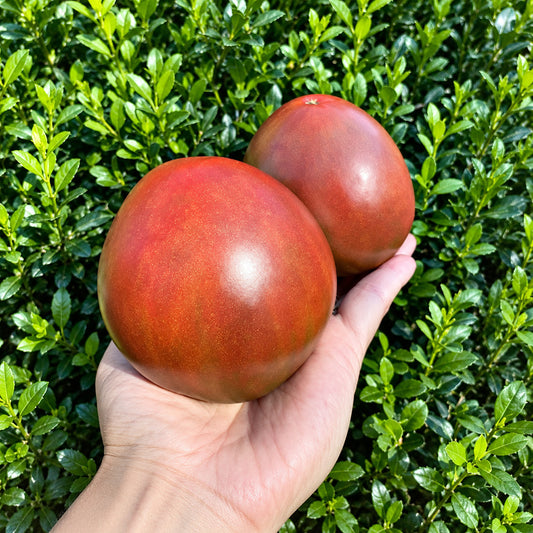 329 Black Heart of America Tomato