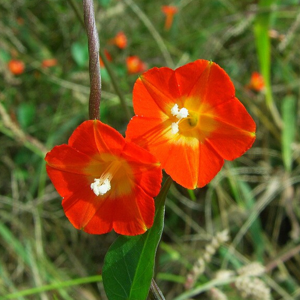 W956 Orange-Red Roundleaf Morning Glory