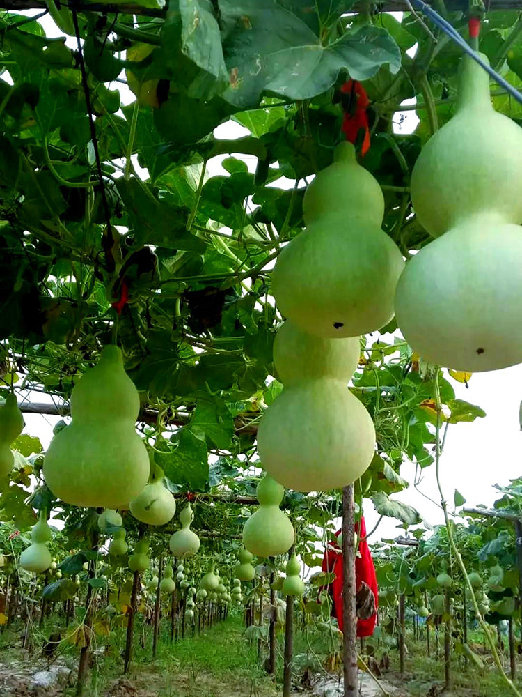 Giant Birdhouse Gourd
