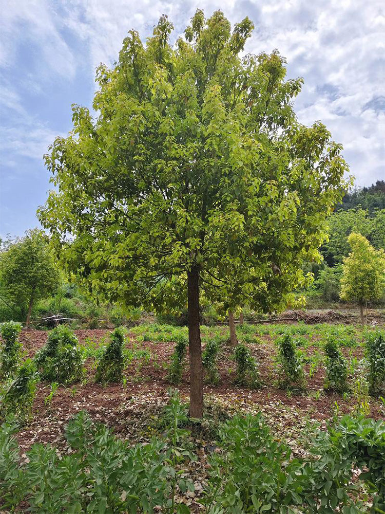Small Leaf Camphor Tree