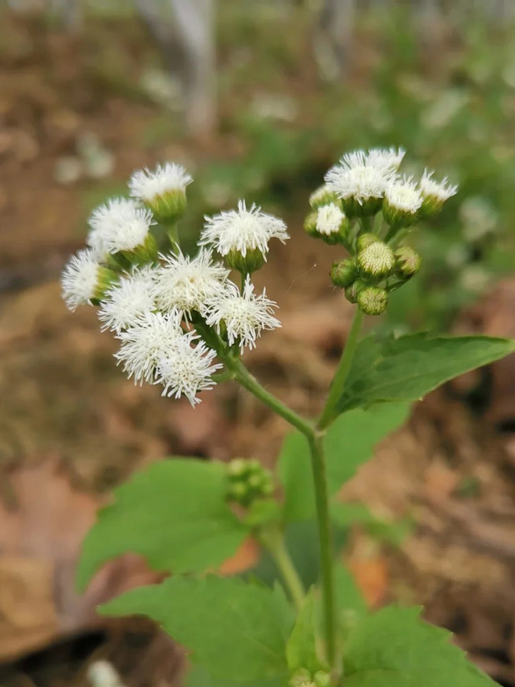 Large-Flowered Ageratum (White)