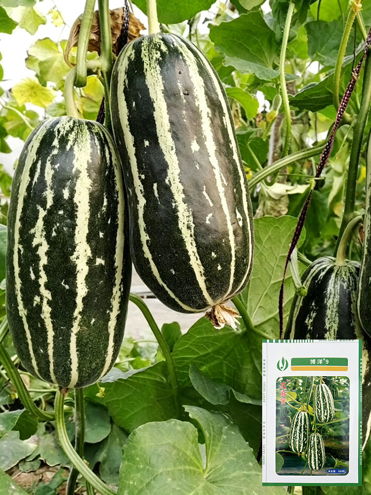 'Boyang No.9' Sesame Honey Melon