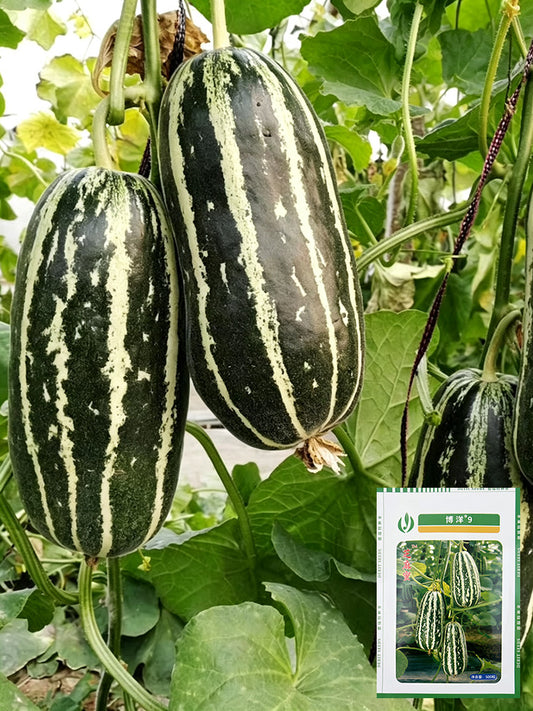 'Boyang No.9' Sesame Honey Melon